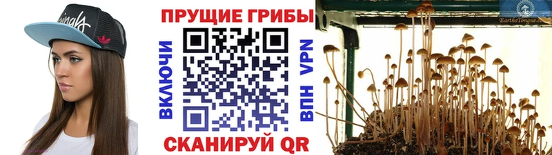 даркнет сайт  Аша  Псилоцибиновые грибы MAGIC MUSHROOMS 
